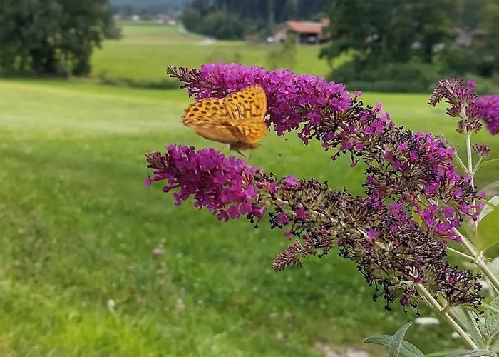 Barmbichlhof *